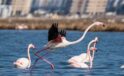Flamingo Yolu çeşitleri bayramda da devam ediyor