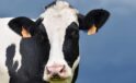 Holstein mı Jersey mi? Süt Veriminde En Çok Tercih Edilen Sığır Irkları Arasındaki Fark Şaşırtıyor