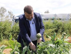 İlçenin kıymetli ziraî üretim merkezlerinden Düzce Köyü’nde gerçekleşen hasada, Seferihisar Belediye Başkanı İsmail Yetişkin de katıldı.