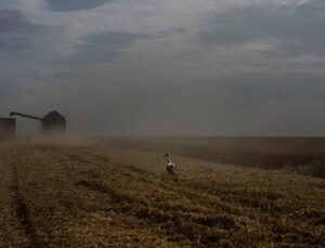 Kyiv slams Egypt for accepting Russian‑shipped grain stolen from Ukraine