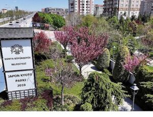 Sakuralar İçin Japonya’ya Gitmenize Gerek Yok; Konya’da Sakura Mevsimi Başladı