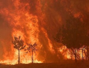 Spain to launch biggest forest fire campaign after record losses last year, Sánchez says