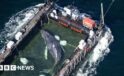 Stranded whale ferried out of German waters in barge