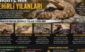 Türkiye’nin Zehirli Yılanları: En Tehlikeli Türler ve Dikkat Edilmesi Gerekenler