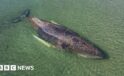 Whale found dead near Danish island after German rescue operation