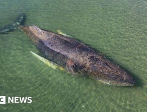 Whale found dead near Danish island after German rescue operation