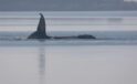 Whale Timmy is dead, GPS tracker confirms identity