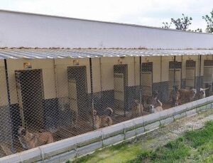 Yenişehir’de patili dostlara 5 yıldızlı hizmet