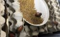 Australian authorities seize more than 100,000 live exotic cockroaches in huge bug bust
