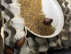 Australian authorities seize more than 100,000 live exotic cockroaches in huge bug bust