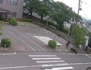 Bear injures four in residential area of Japan as annual number of attacks rises