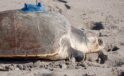China claims ‘spy sea turtles’ are studying its coastline