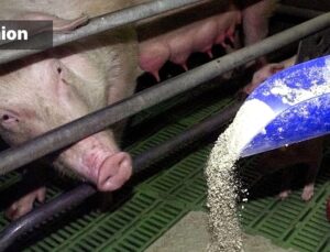 China understands food security — the EU does not