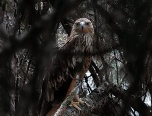 Feliks the eagle back home in Serbia after kidnap and illegal sale ordeal in Middle East