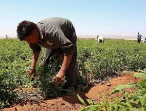 Greece to bring in 5,000 Egyptian farm workers to close agricultural labour gap