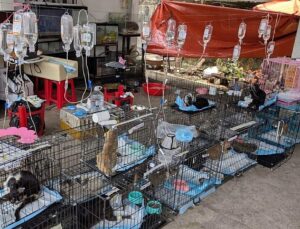 Hundreds of cats rescued from being eaten in Vietnam