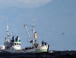 Iceland kills first whales since 2023, resuming whaling