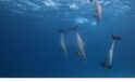 ‘Kızıldeniz: Hayatın Büyülü Bahçesi’, 14 Haziran Pazar Saat 20.00’de National Geographic WILD Ekranlarında İzleyicilerle Buluşuyor!