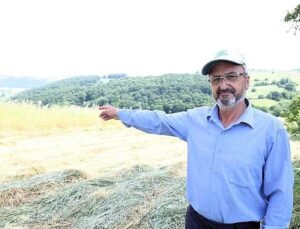 Kocaeli’de “süt otu” hasadı başladı