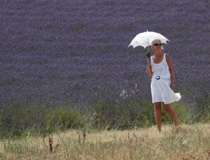 Lavender Provence farmers forced to raise laying hens to keep their activity going