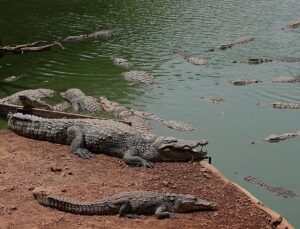 UK police say man under arrest after toddler ‘ended up’ in crocodile pen at zoo