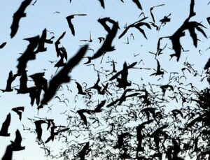 11-year-old boy dies from rabies in Canada after waking up to a bat on his face