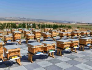 ABB’den Arıcılığa Bilimsel Destek