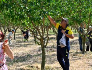 Başkentliler Ata Çiftliği’nde Hasat Yaptı