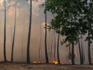Evacuations ordered in Bordeaux suburbs as wildfires continue to ravage southern Europe
