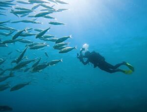 People’s photos are helping scientists record marine life in real-time in the Canary Islands