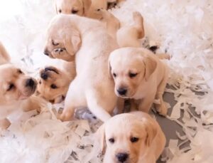 Rehber Köpeklerin Gücü Daha Fazla Kişiye Ulaşacak