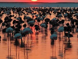 Tuz Gölü’nde Flamingo Sevinci