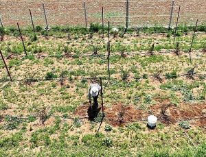 Büyükşehir’in güç dayanağı ile Antalya tarımı kazanıyor