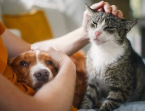 Kedi ve Köpek Bakımında Yeni Yaz Rutini