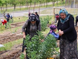 Toprakta hayat, sofrada rahmet: Mahalle Bostanları’nda yaz hasadı
